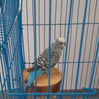 مرغ عشق سخنگو