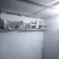 عروس هلندی|پرنده|برازجان, |دیوار