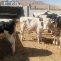 گوساله هلیشتین