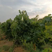 باغ-و-باغچه
