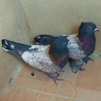 کبوتر طاووسی