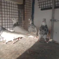 کبوترطوقی نر