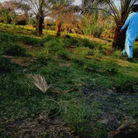 باغبان|خدمات باغبانی و درختکاری|میرجاوه, |دیوار