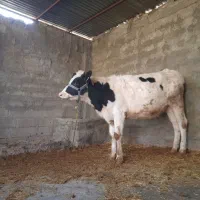 گوساله|حیوانات مزرعه|چگنی, |دیوار