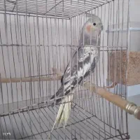 عروس هلندی ماده تخمگذار