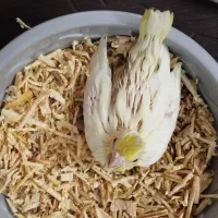 جوجه عروس هلندی آلبینو|پرنده|بجنورد, |دیوار