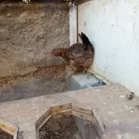 مرغ گلین جوان تخم گزار