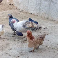 فروش مرغ و بقلمون|حیوانات مزرعه|بجنورد, |دیوار