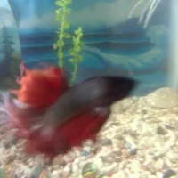 فایتر ماهی نر|ماهی|چابهار, |دیوار