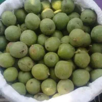 گردو/سفید/مغز/ارگانیک/عمده