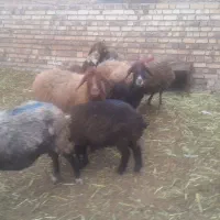 میش زایده