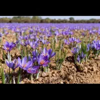 پیاز زعفران درجه 1|گل و گیاه طبیعی|گناباد, |دیوار