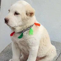 سگ الابای نژاد روس