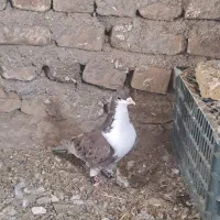 کفتر کراواتی