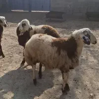 بره قوچ|حیوانات مزرعه|اراک, |دیوار