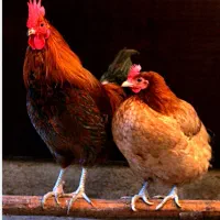 مرغ و خروس محلی
