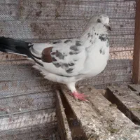 چند تا کبوتر پرشی|پرنده|رشت, گلباغ نماز|دیوار