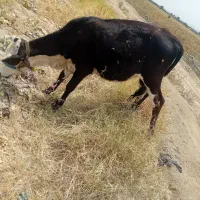 گاو جنس خوب