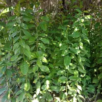 نهال|خدمات باغبانی و درختکاری|خفر, |دیوار