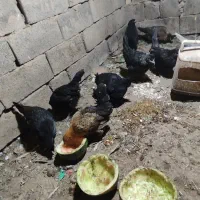 جوجه پنج ماهه