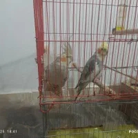 عروس هلندی نروماده مولد باقفس|پرنده|دورود, |دیوار