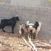 فروش پازن وبز در شهرستان جم