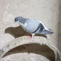 پرنده
