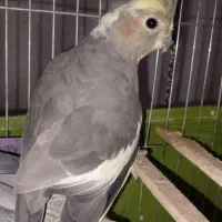 پرنده|پرنده|مرند, |دیوار