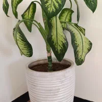 گل دیفن باخیا