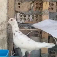 سار گم شده
