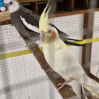 عروس هلندی|پرنده|انار, |دیوار