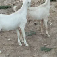 دوعددبزغاله سانن اصل نر تخمی درجه یک