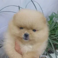 پامر .خرسی کوچولوی زیبا