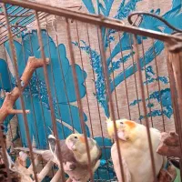 عروس هلندی جوان یک جفت نر و ماده|پرنده|قم, دروازه ری|دیوار