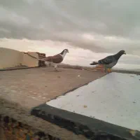 کبوتر|پرنده|اسفراین, |دیوار