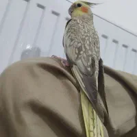 عروس هلندی گلباقالی|پرنده|قم, تعویض پلاک|دیوار