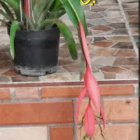 گل های زیبا|گل و گیاه طبیعی|رشت, شهرک قدس|دیوار