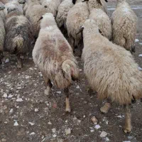 ۲۰ راس میش داشتی جوان شیره دار آبستن (بره قوچ)