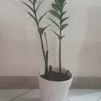 گل های آپارتمانی ورق بزنید|گل و گیاه طبیعی|کرج, باغستان|دیوار