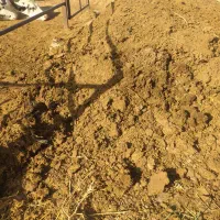 کود گاوی. انبار گاو|گل و گیاه طبیعی|نصر آباد, |دیوار