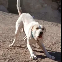 نر آلابای خراسانی اصیل ۲ساله نگهبان واقعی گله