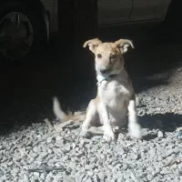 سگ ماده پاکوتاه