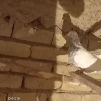 کفتر