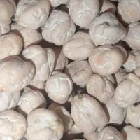 نخود درجه یک کردستان