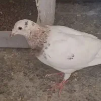 جوجه کله هما
