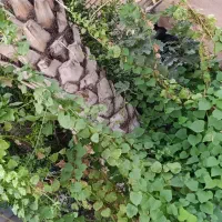 خانه|فروش خانه و ویلا|اهواز, دغاغله|دیوار
