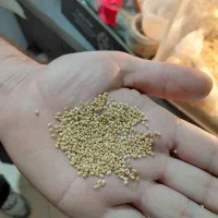 ارزن درشت ایرانی سورت شده تمیز|لوازم جانبی حیوانات|قدس, شهر‌قدس|دیوار