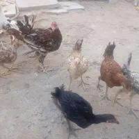 جوجه مرغ