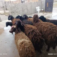 گوسفند بره نرسبک وسنگین55 قربانی