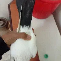 کفتر دمی کاکلی نر